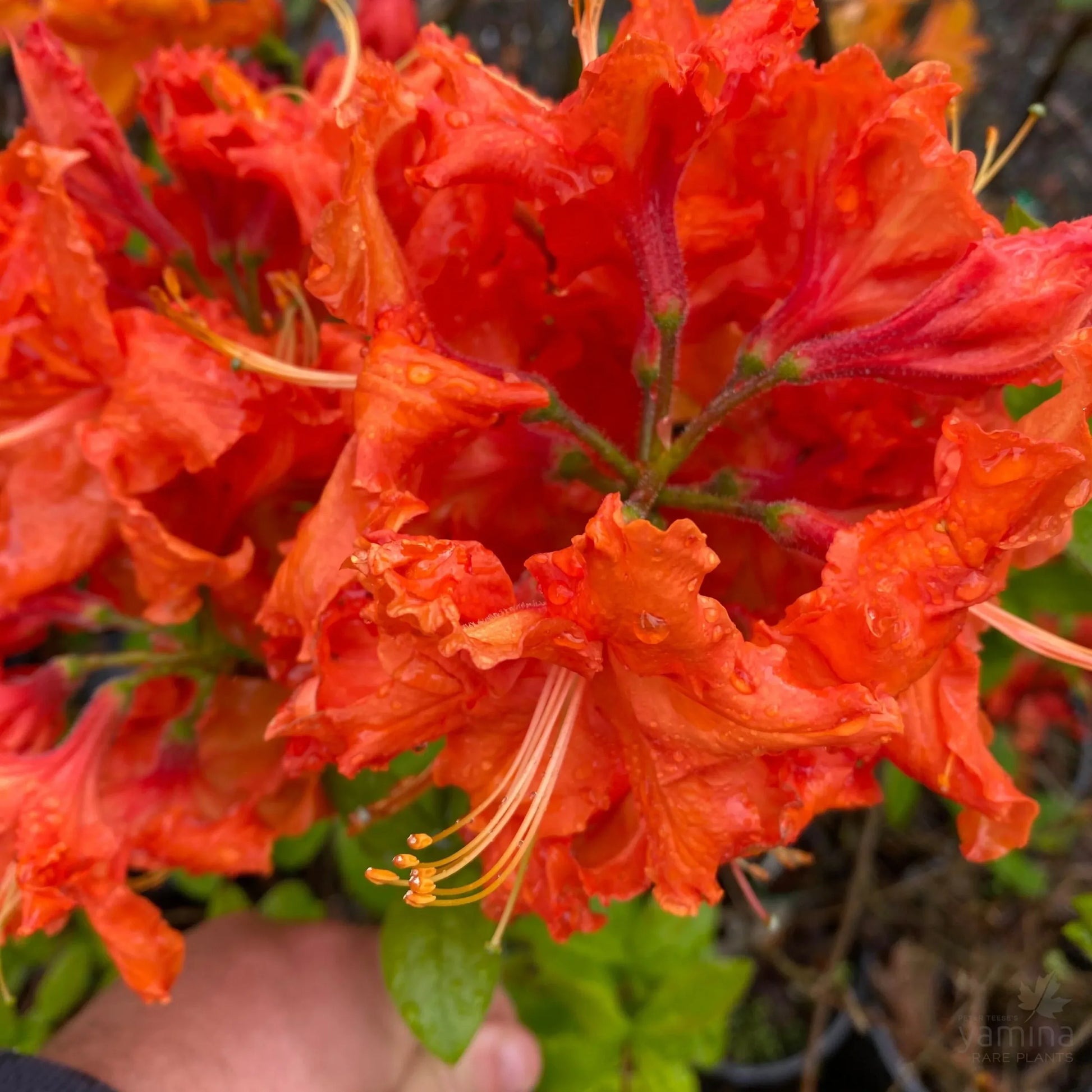 Azalea Mollis Yamina Indian