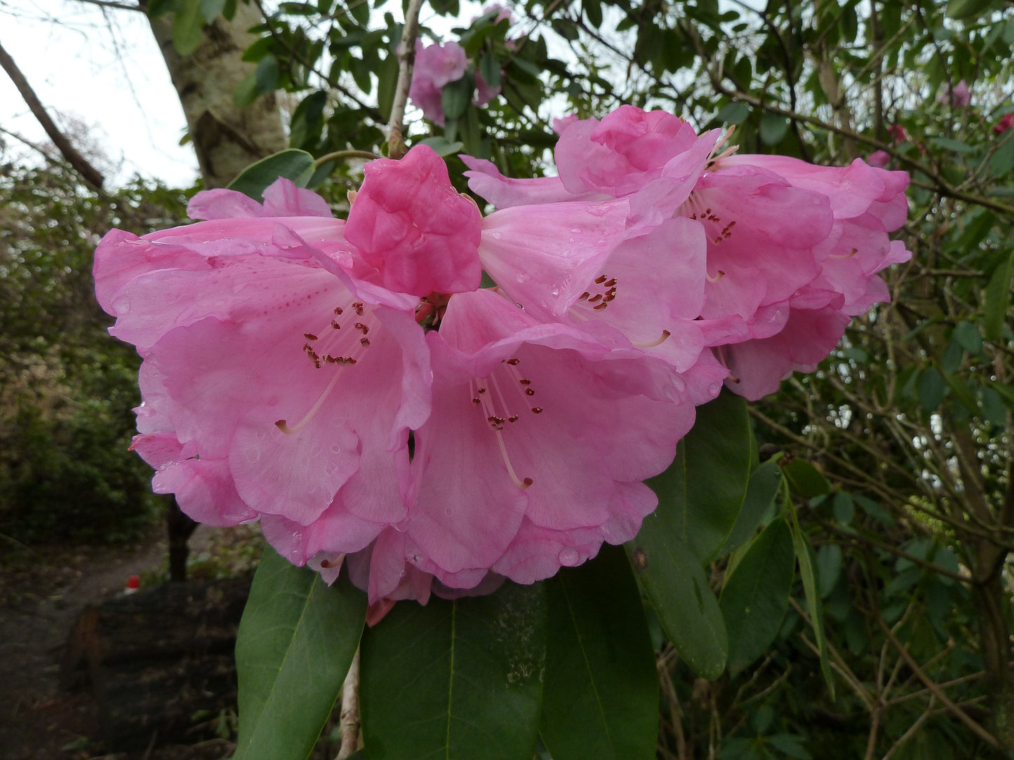 Rhododendron Robyn