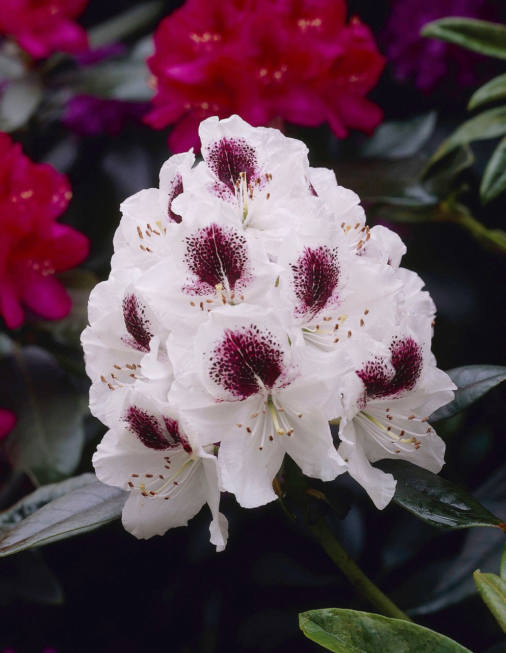 Rhododendron Sapho - Ladybird Nursery