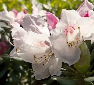Rhododendron Grace - Ladybird Nursery