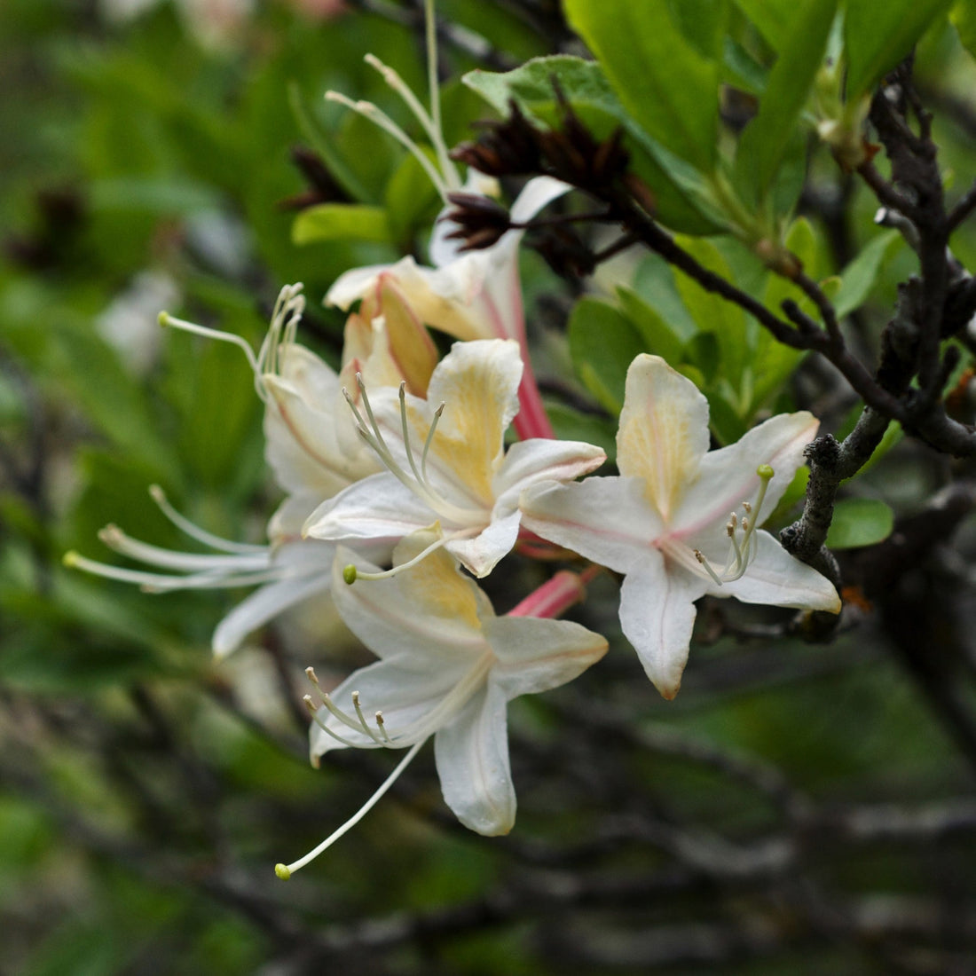 Rhododendron occidentale - Ladybird Nursery