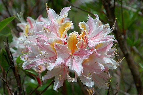 Rhododendron occidentale - Ladybird Nursery
