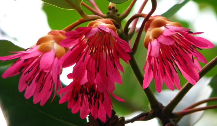 Rhodoleia championii