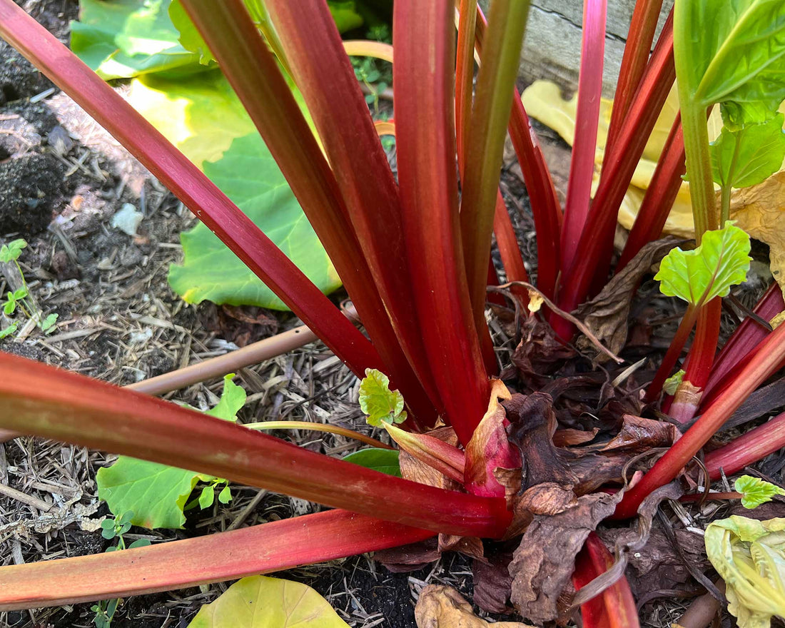 Rhubarb 'Claret Cobbler' (Rheum x hybridum) - Ladybird Nursery