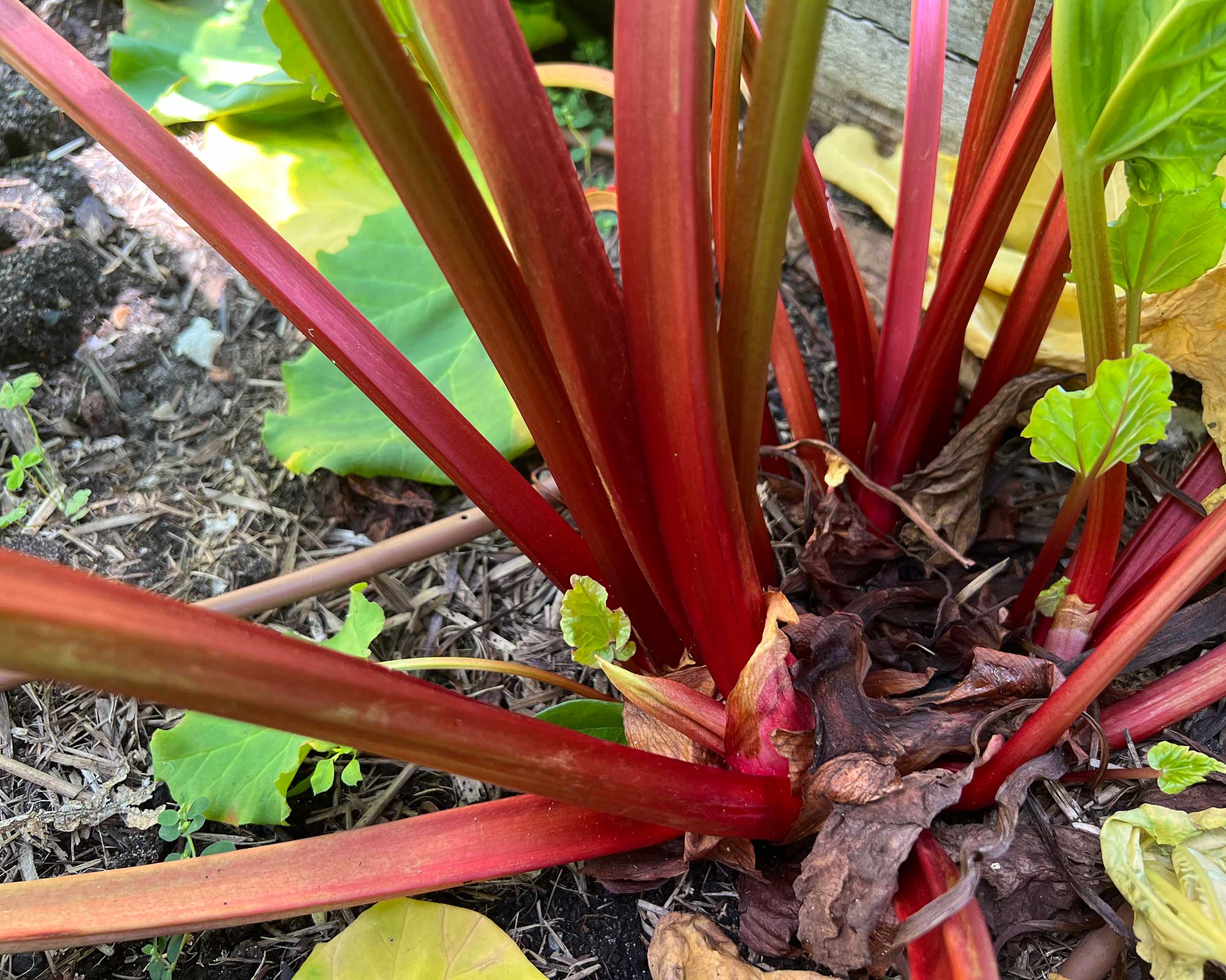 Rhubarb 'Claret Cobbler' (Rheum x hybridum) - Ladybird Nursery