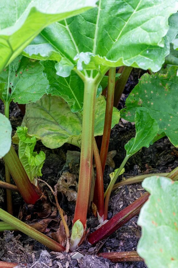 Rhubarb 'Claret Cobbler' (Rheum x hybridum) - Ladybird Nursery