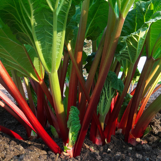 Rhubarb 'Claret Cobbler' (Rheum x hybridum) - Ladybird Nursery