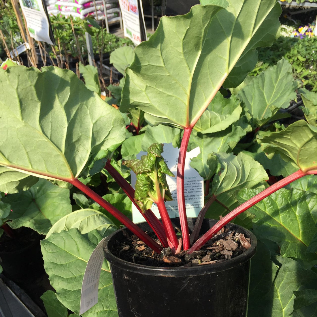 Rhubarb 'Crimson Crumble' (Rheum x hybridum)