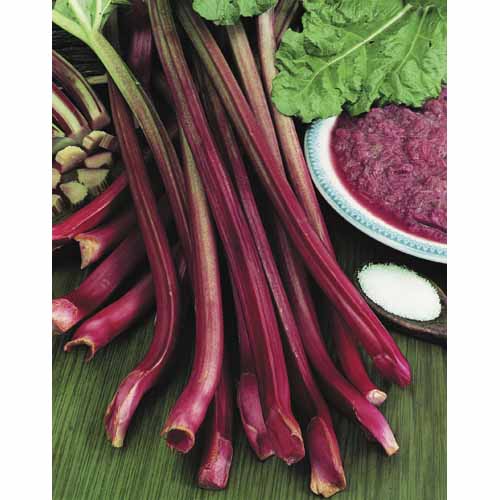 Rhubarb 'Crimson Crumble' (Rheum x hybridum)