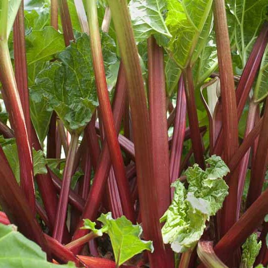 Rhubarb 'Crimson Crumble' (Rheum x hybridum) - Ladybird Nursery