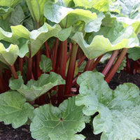 Rhubarb (Rheum rhabarbarum)