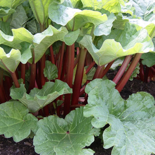 Rhubarb (Rheum rhabarbarum) - Ladybird Nursery