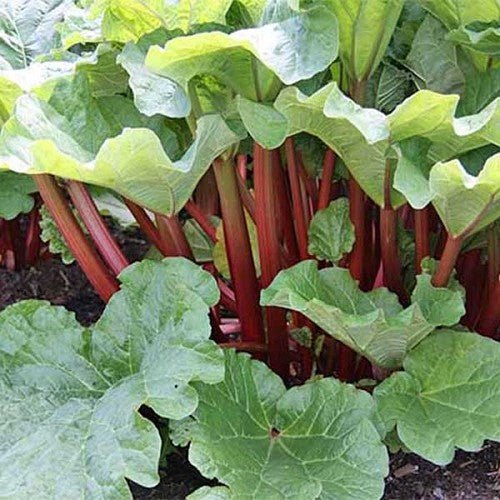 Rhubarb 'Ruddy Fool' (Rheum x hybridum) - Ladybird Nursery