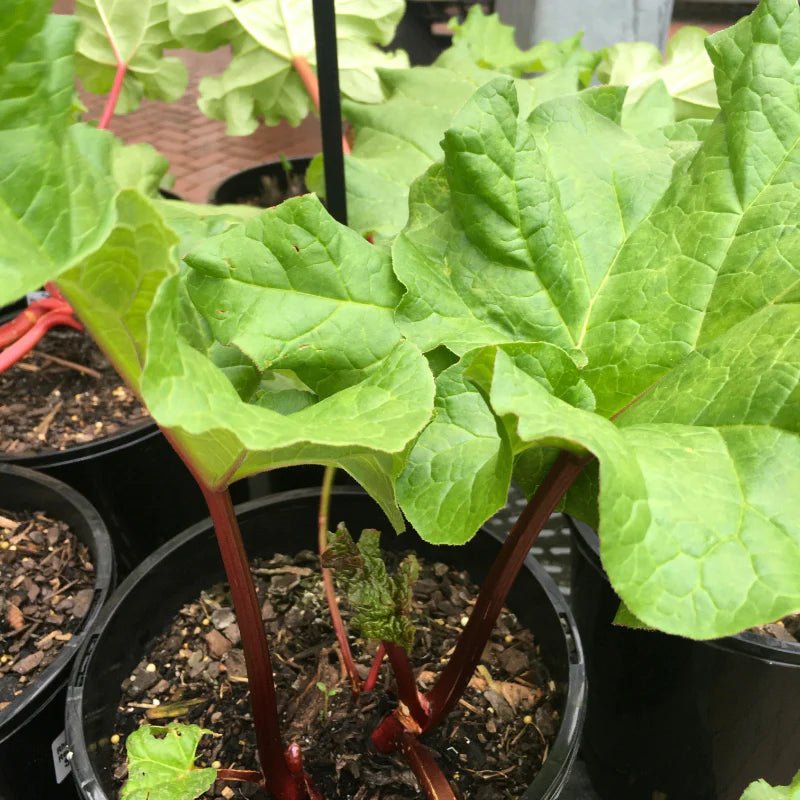 Rhubarb 'Red Dragon' - Ladybird Nursery