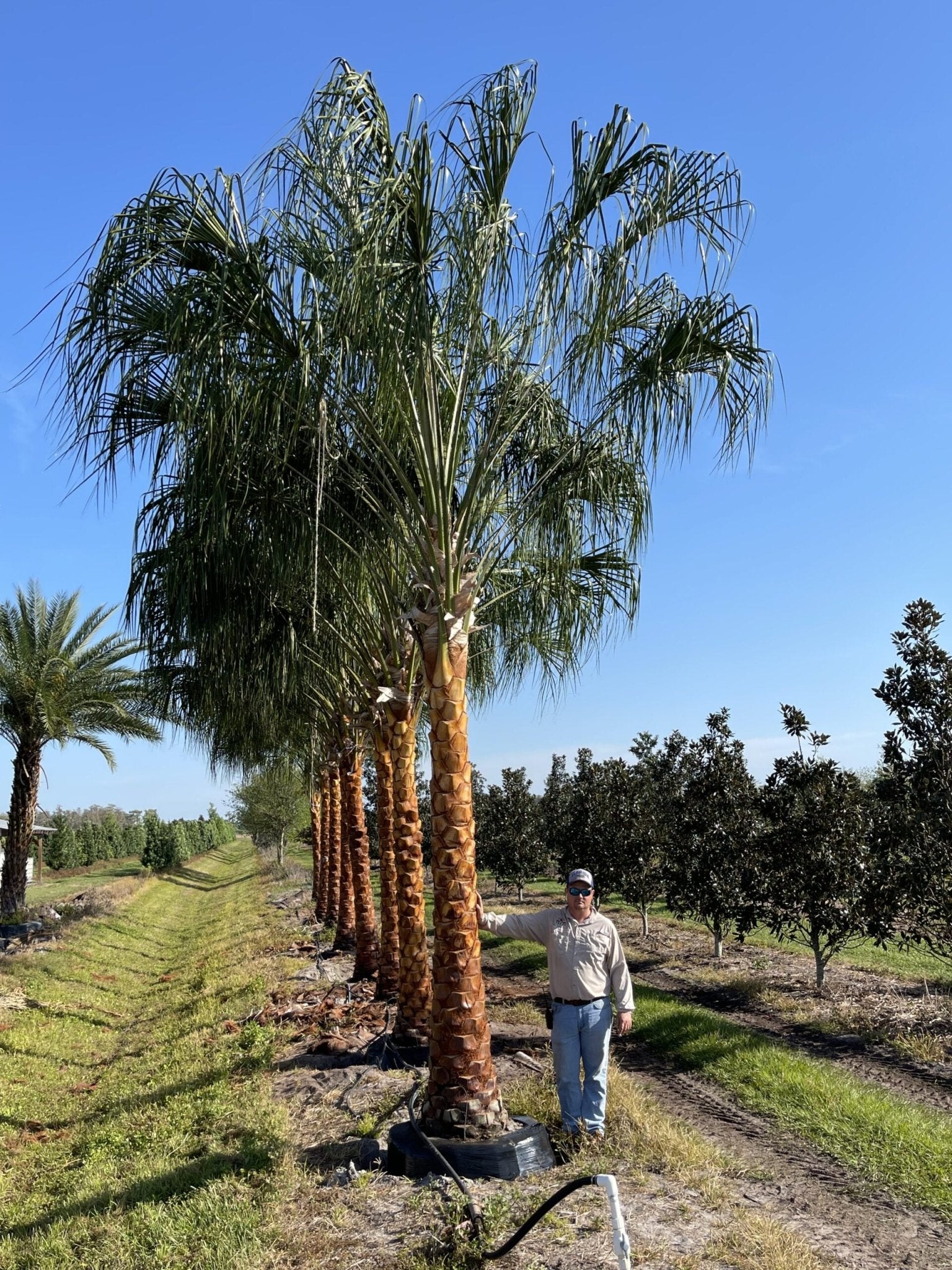 Ribbon Fan Palm (Livistona decora) - Ladybird Nursery