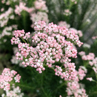 Rice Flower 'Just Blush' (Ozothamnus) - Ladybird Nursery