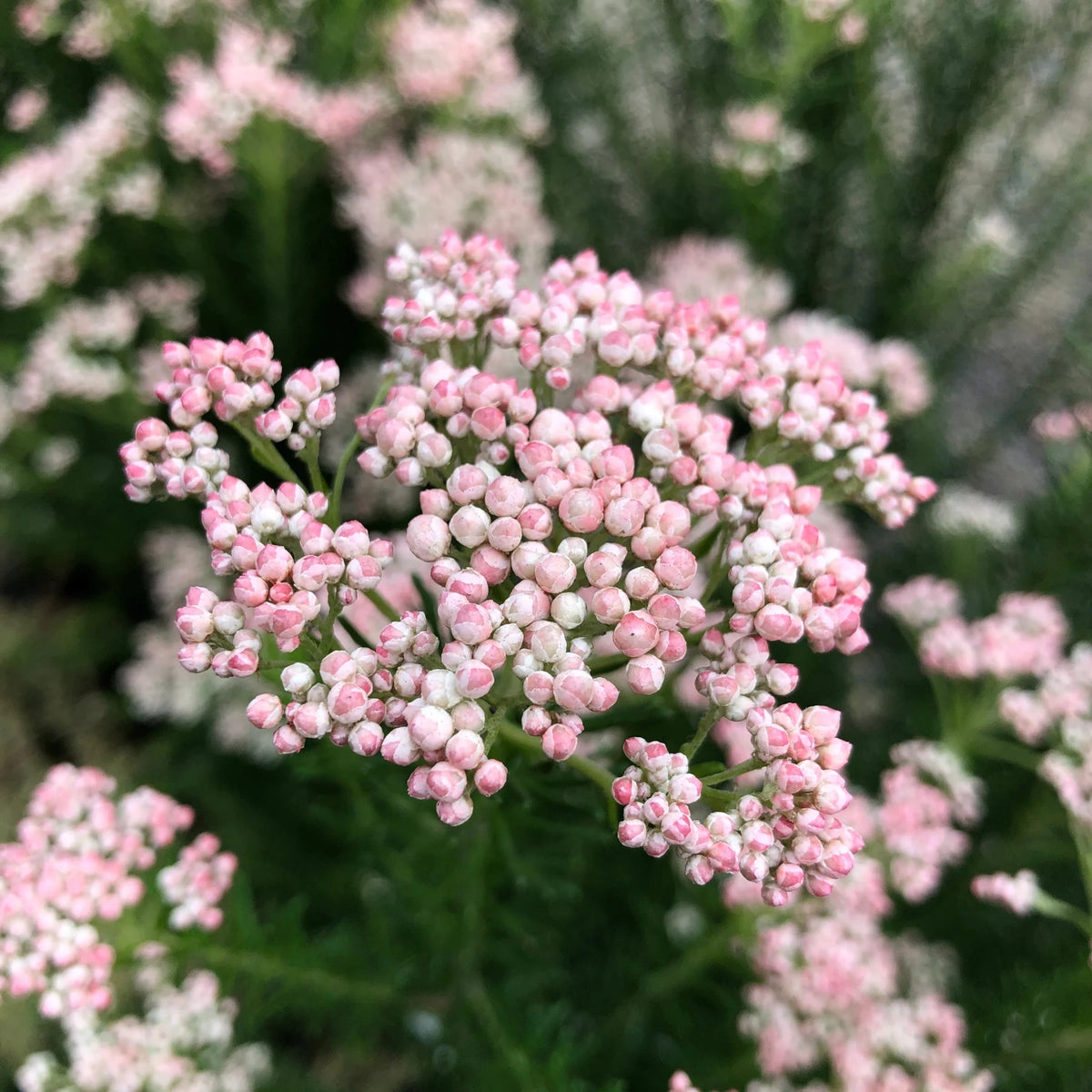 Rice Flower 'Just Blush' (Ozothamnus) - Ladybird Nursery