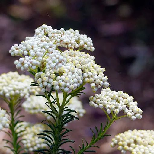 Rice Flower 'Little Oz' (Ozothamnus) - Ladybird Nursery
