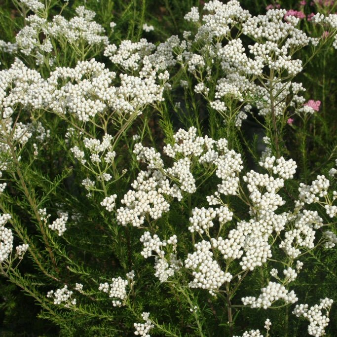 Rice Flower 'Springtime White' (Ozothamnus diosmifolius) - Ladybird Nursery