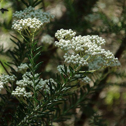 Rice Flower 'White' (Ozothamnus diosmifolius) - Ladybird Nursery