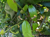 Richmond Birdwing Vine (Pararistolochia praevenosa)