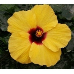 Hibiscus Rio Clara Lemon Delight