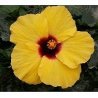Hibiscus Rio Clara Lemon Delight - Ladybird Nursery