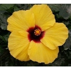 Hibiscus Rio Clara Lemon Delight - Ladybird Nursery