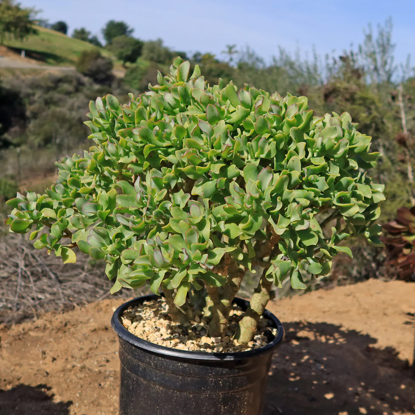 Ripple Jade undulatifolia (Crassula arborescens)