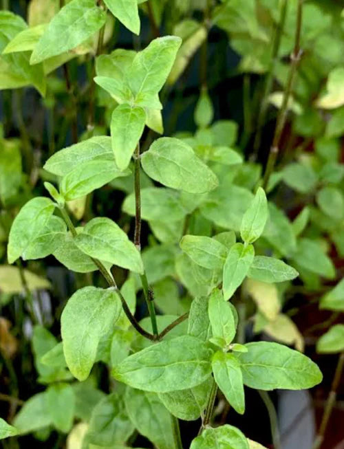 River Mint (Mentha Australia)