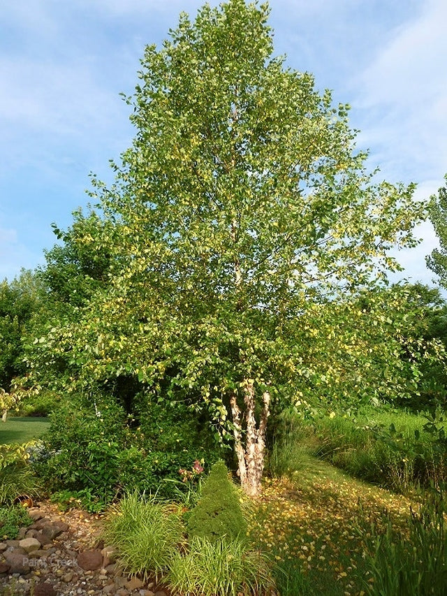 River Birch (Betula nigra)