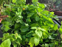 River Leaf Vine (Aganonerion polymorphum) - Ladybird Nursery