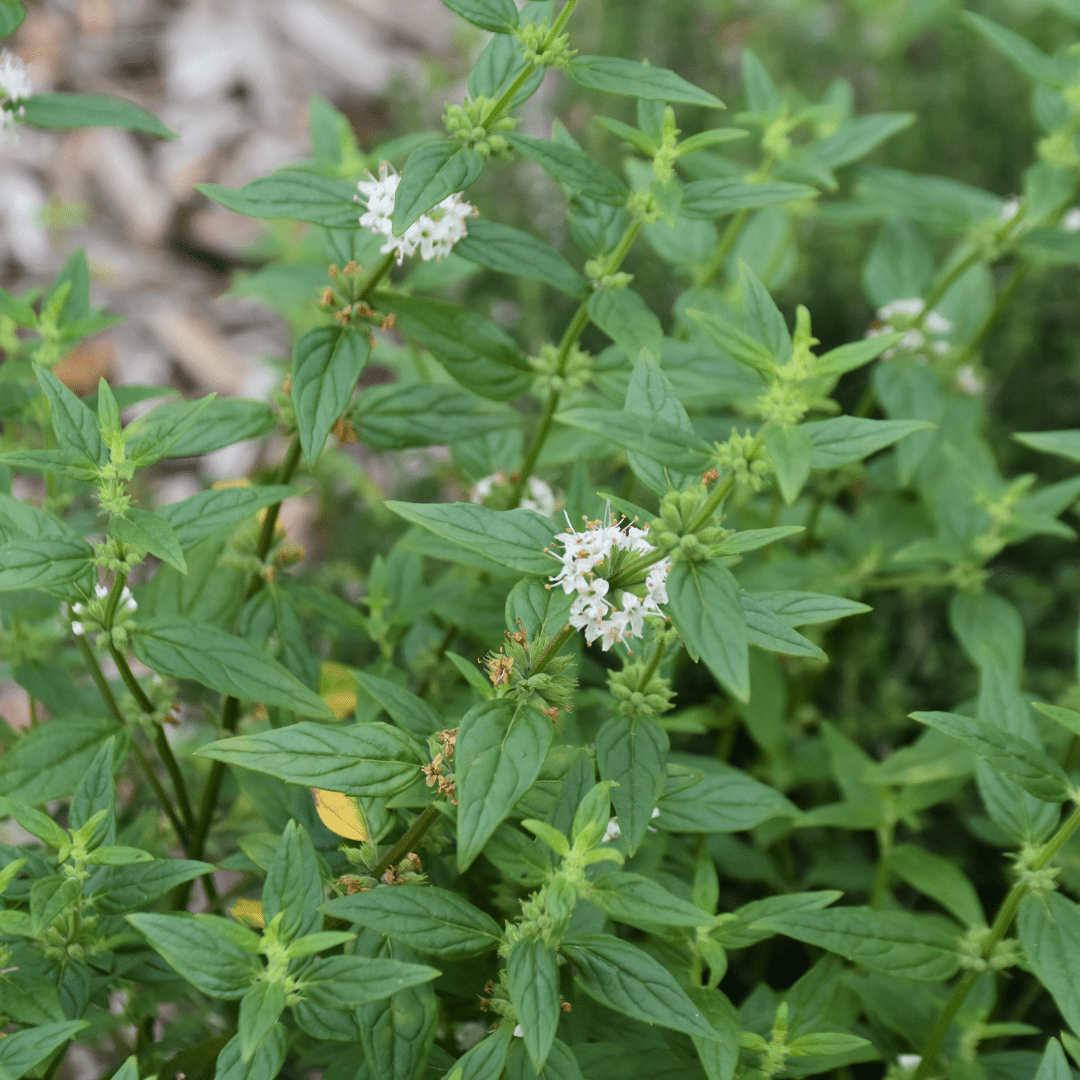 River Mint (Mentha Australia) - Ladybird Nursery