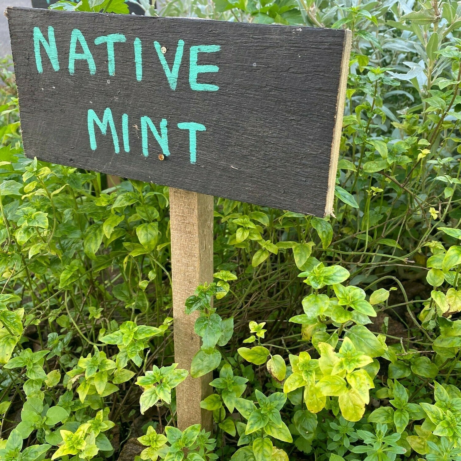 River Mint (Mentha Australia) - Ladybird Nursery
