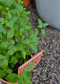 River Mint (Mentha Australia) - Ladybird Nursery