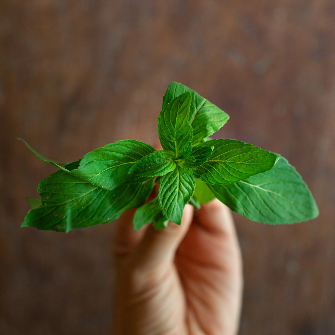 River Mint (Mentha Australia) - Ladybird Nursery