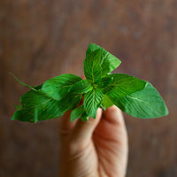 River Mint (Mentha Australia) - Ladybird Nursery