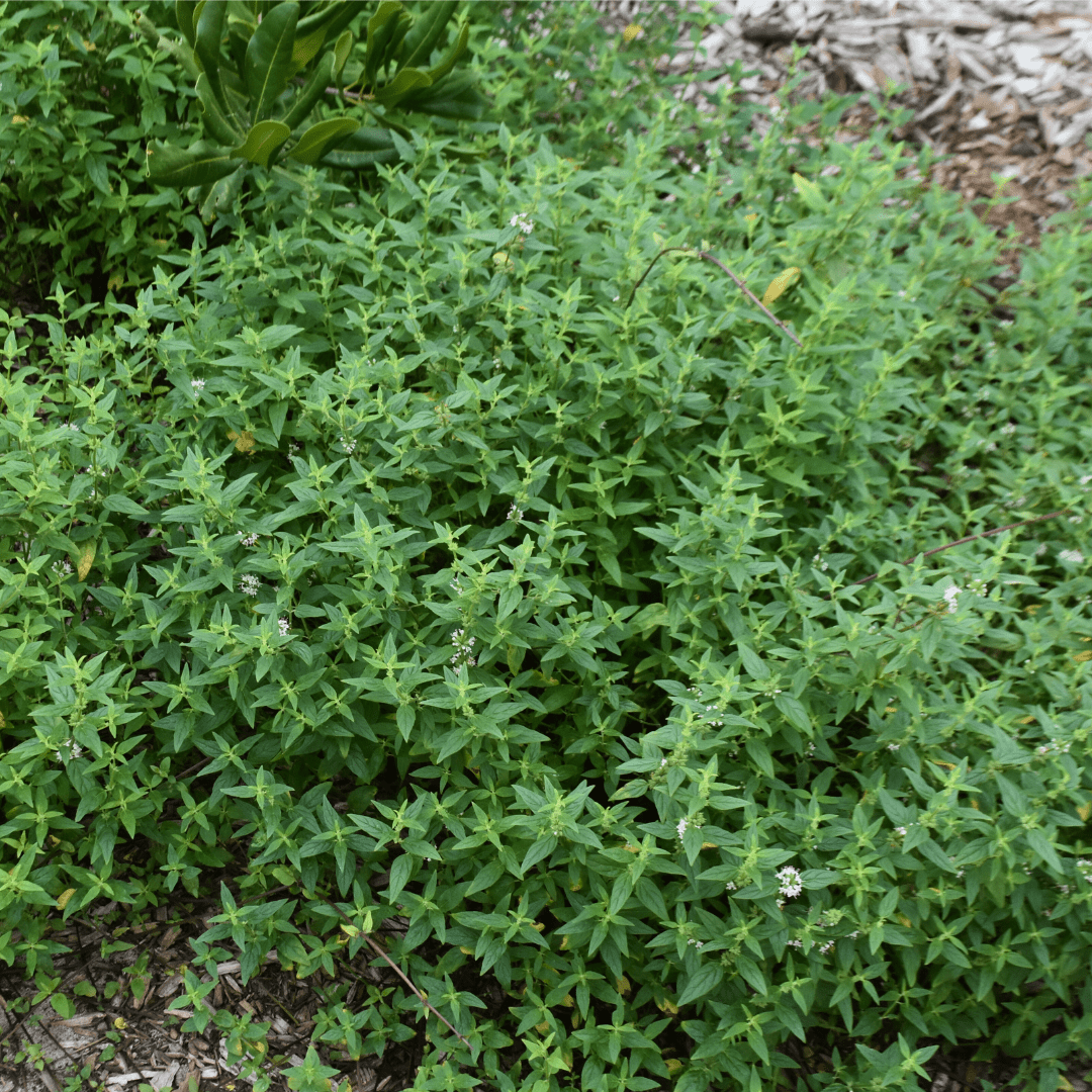 River Mint (Mentha Australia) - Ladybird Nursery