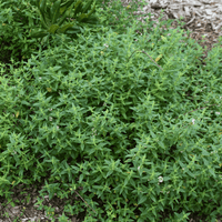 River Mint (Mentha Australia) - Ladybird Nursery
