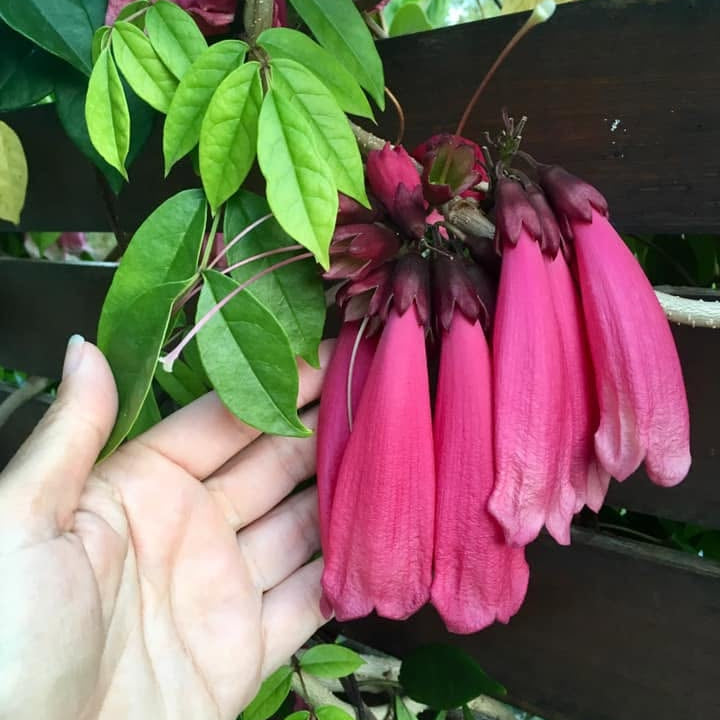 Roaring Meg (Tecomanthe hillii hybrid)