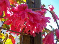 Roaring Meg (Tecomanthe hillii hybrid) - Ladybird Nursery
