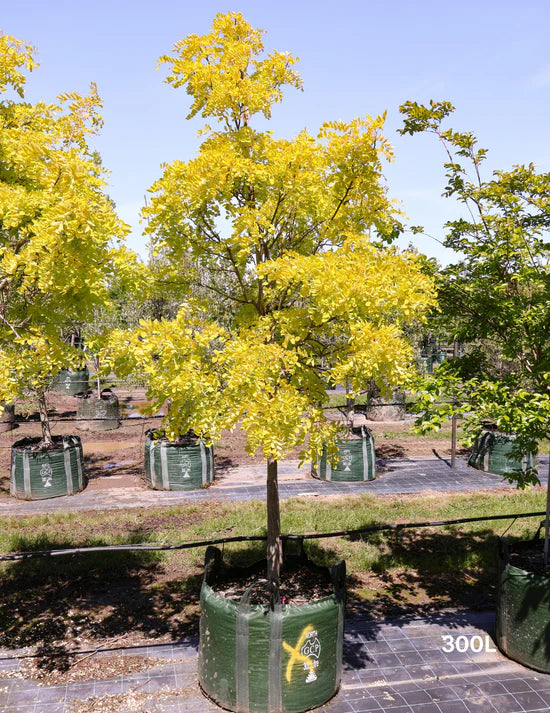 Black Locust Frisia (Robinia pseudoacacia)
