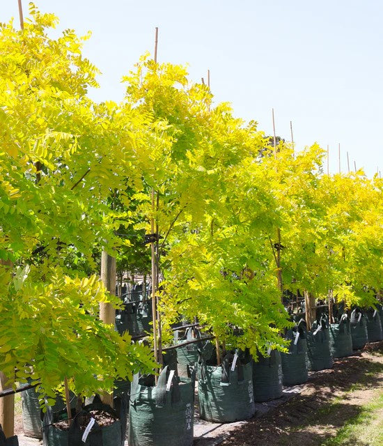 Black Locust Frisia (Robinia pseudoacacia)