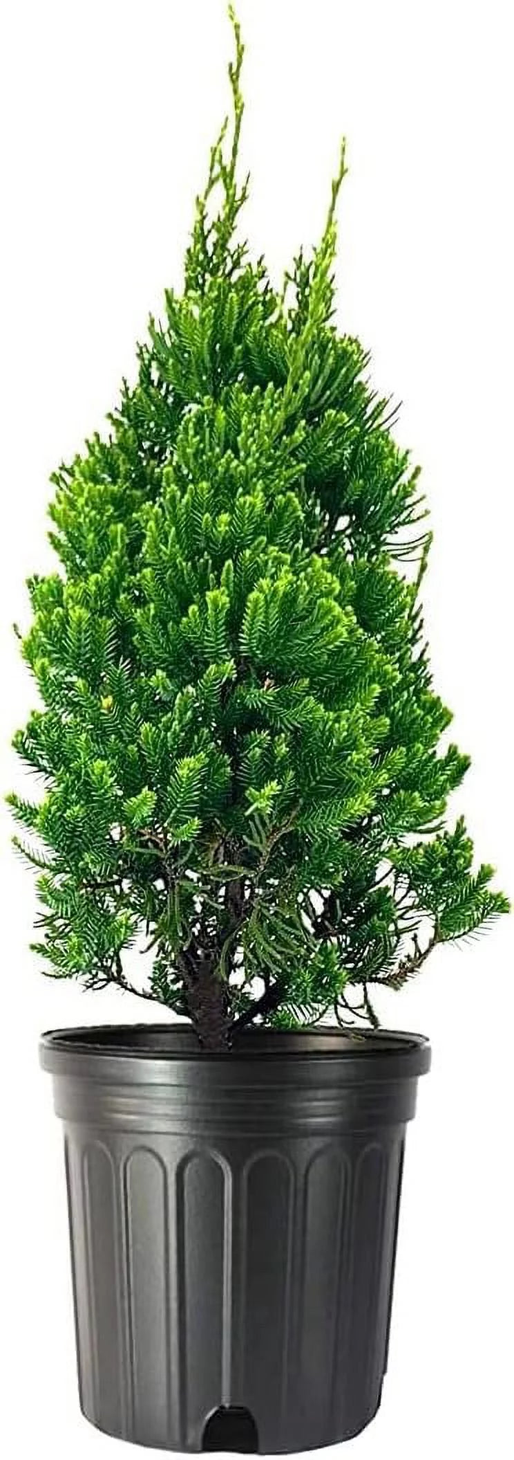 Chinese Juniper Robusta Green (Juniperus chinensis)