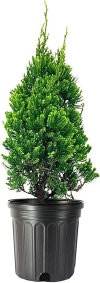 Chinese Juniper Robusta Green (Juniperus chinensis)