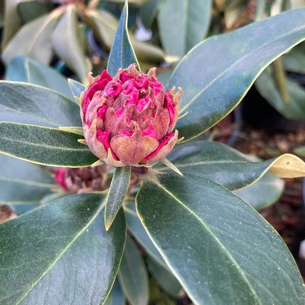 Rhododendron Robyn