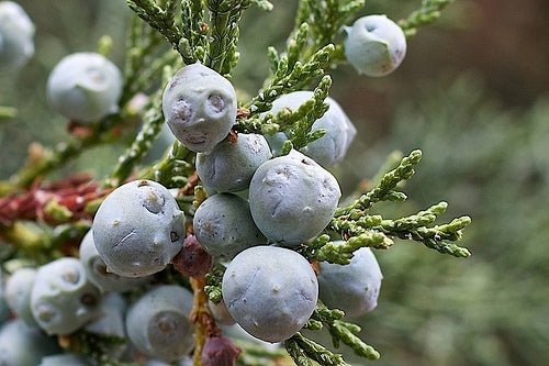 Juniperus Pathfinder (Juniperus virginiana) - Ladybird Nursery