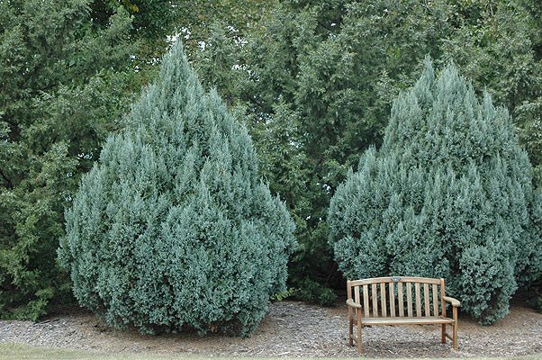 Juniperus Pathfinder (Juniperus virginiana) - Ladybird Nursery