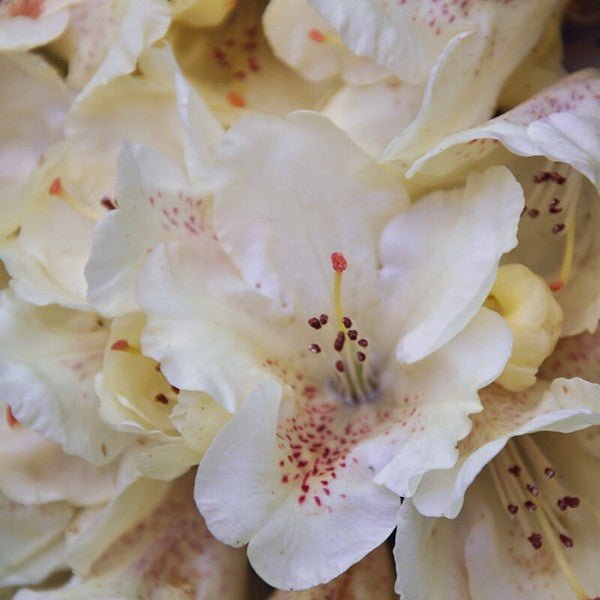 Rhododendron Cream Delight - Ladybird Nursery