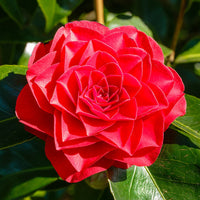 Camellia Roger Hall (Camellia japonica)